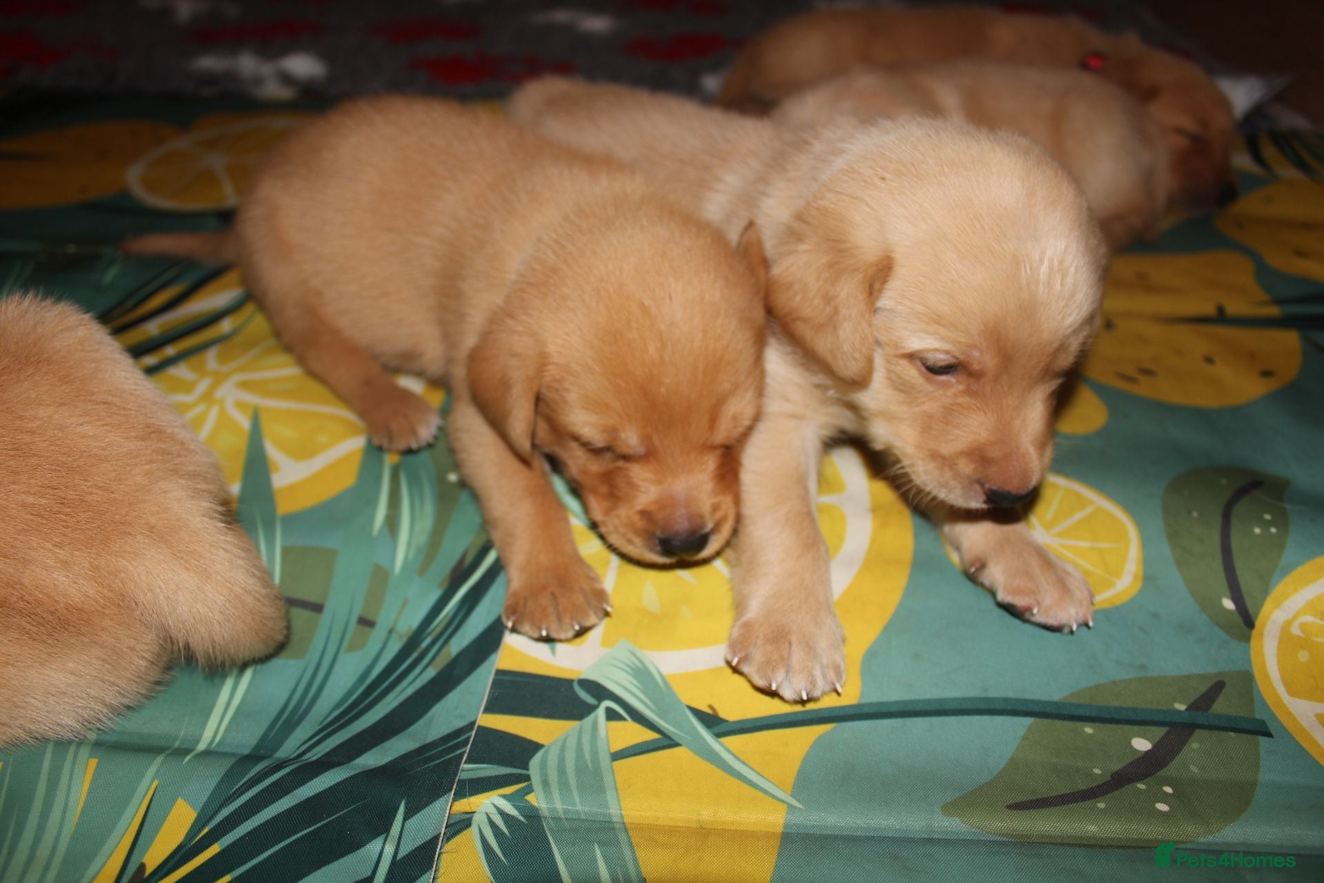 Labrador Retriever dogs Fox red/golden Labrador - Advert 1