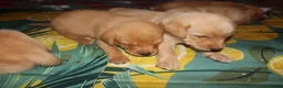 Labrador Retriever dogs for sale: Fox red/golden Labrador - Advert 1