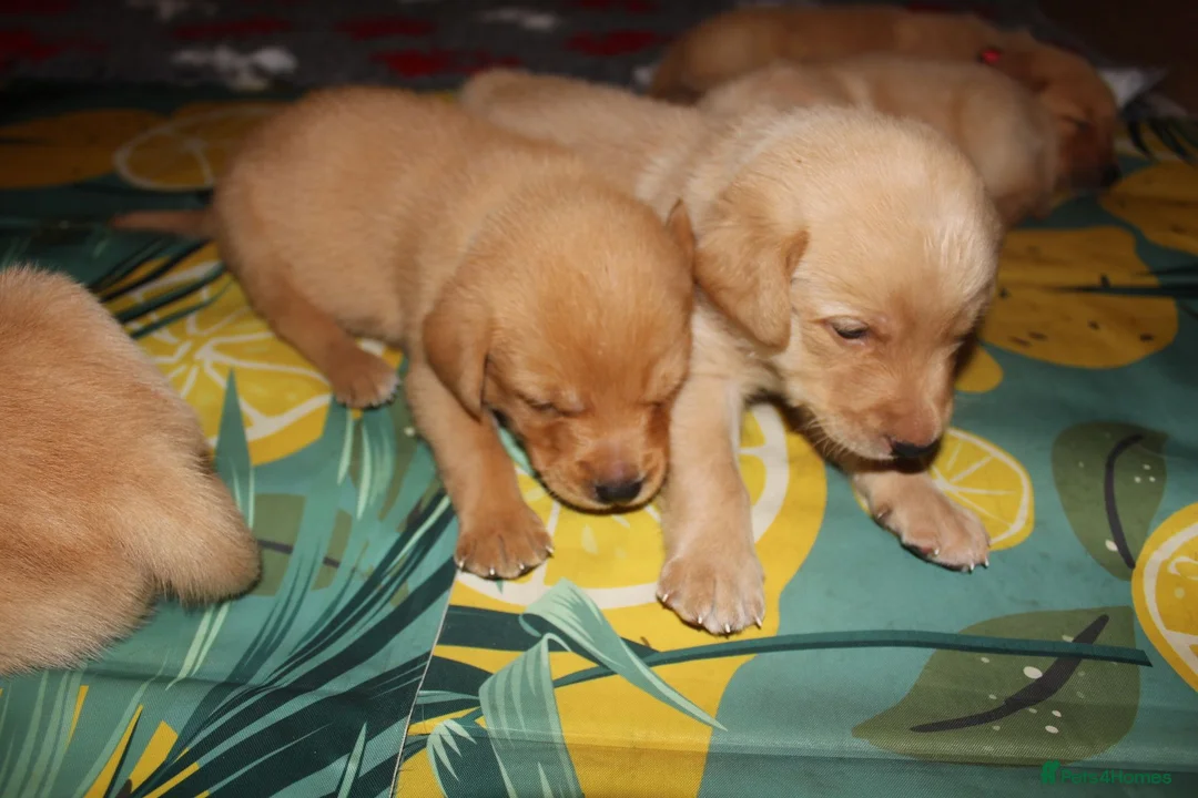 Labrador Retriever dogs for sale: Fox red/golden Labrador - Advert 1