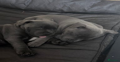Staffordshire Bull Terrier dogs - Advert 5