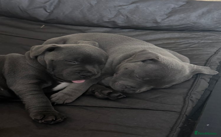 Staffordshire Bull Terrier dogs - Advert 6
