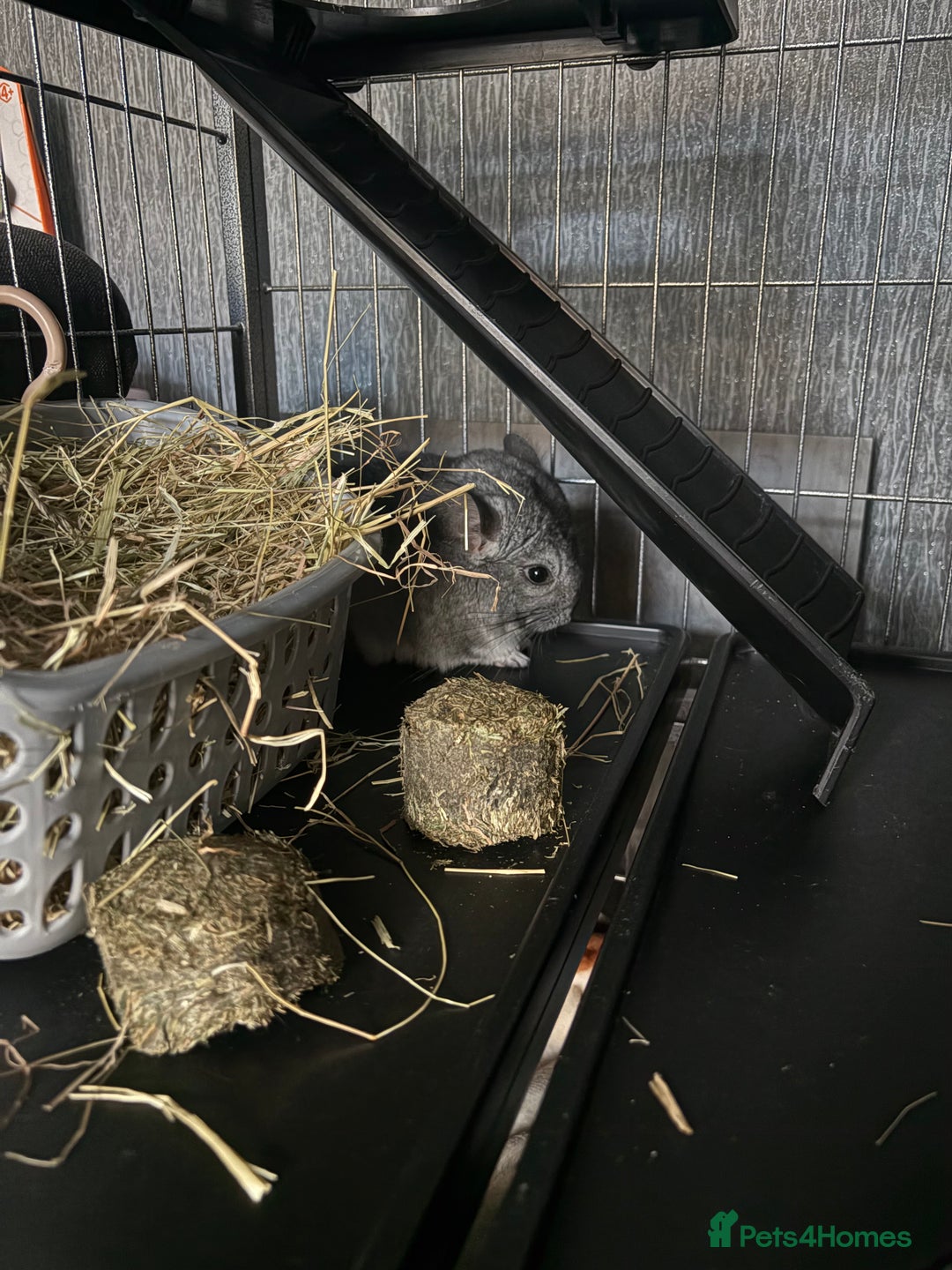 Chinchilla rodents for sale: male chinchilla - Image 6