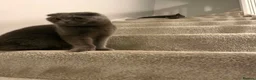 Scottish Fold cats for sale: 3 boys 2 girls  in Spalding - Advert 14