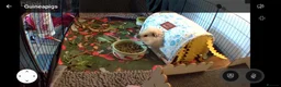 Guinea Pig rodents for sale: Young Male Swiss Boar - Advert 4