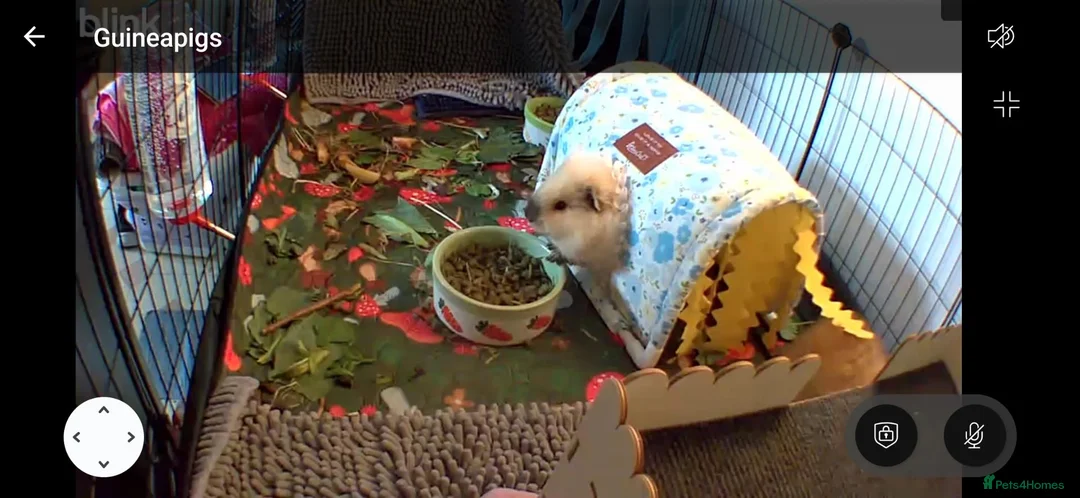 Guinea Pig rodents for sale: Young Male Swiss Boar - Advert 4