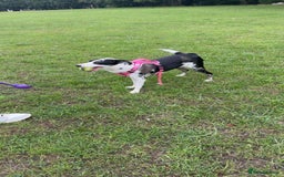 Border Collie dogs for sale: Penny  - Image 1