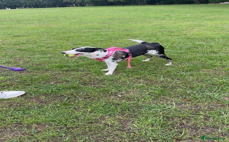 Border Collie dogs - Advert 2