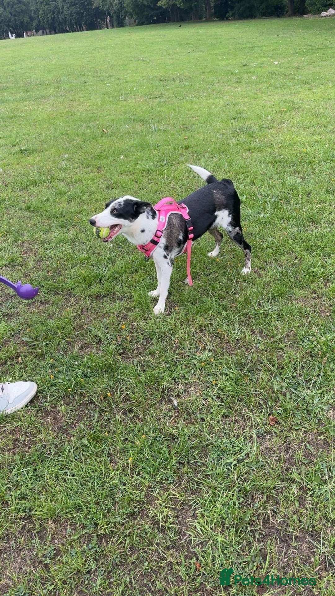 Border Collie dogs for sale: Penny  - Image 1