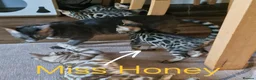 Bengal cats for sale: READY Genetic & Health Tested Bengal Kittens - Advert 9