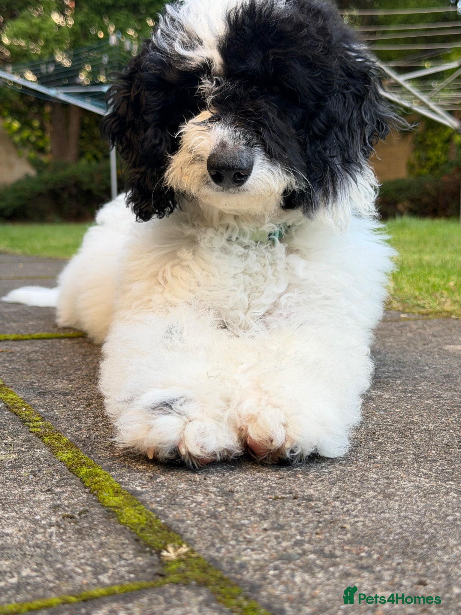 Sproodle dogs Puppy Parti Poodle - Advert 4