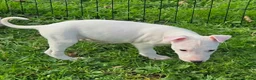 Lurcher dogs for sale: BEAUTIFUL LURCHER PUPS AVAILABLE  - Advert 3