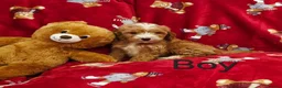 Cockapoo dogs for sale: ⚜️Pure Quality Cockapoos ⚜️ - Advert 11