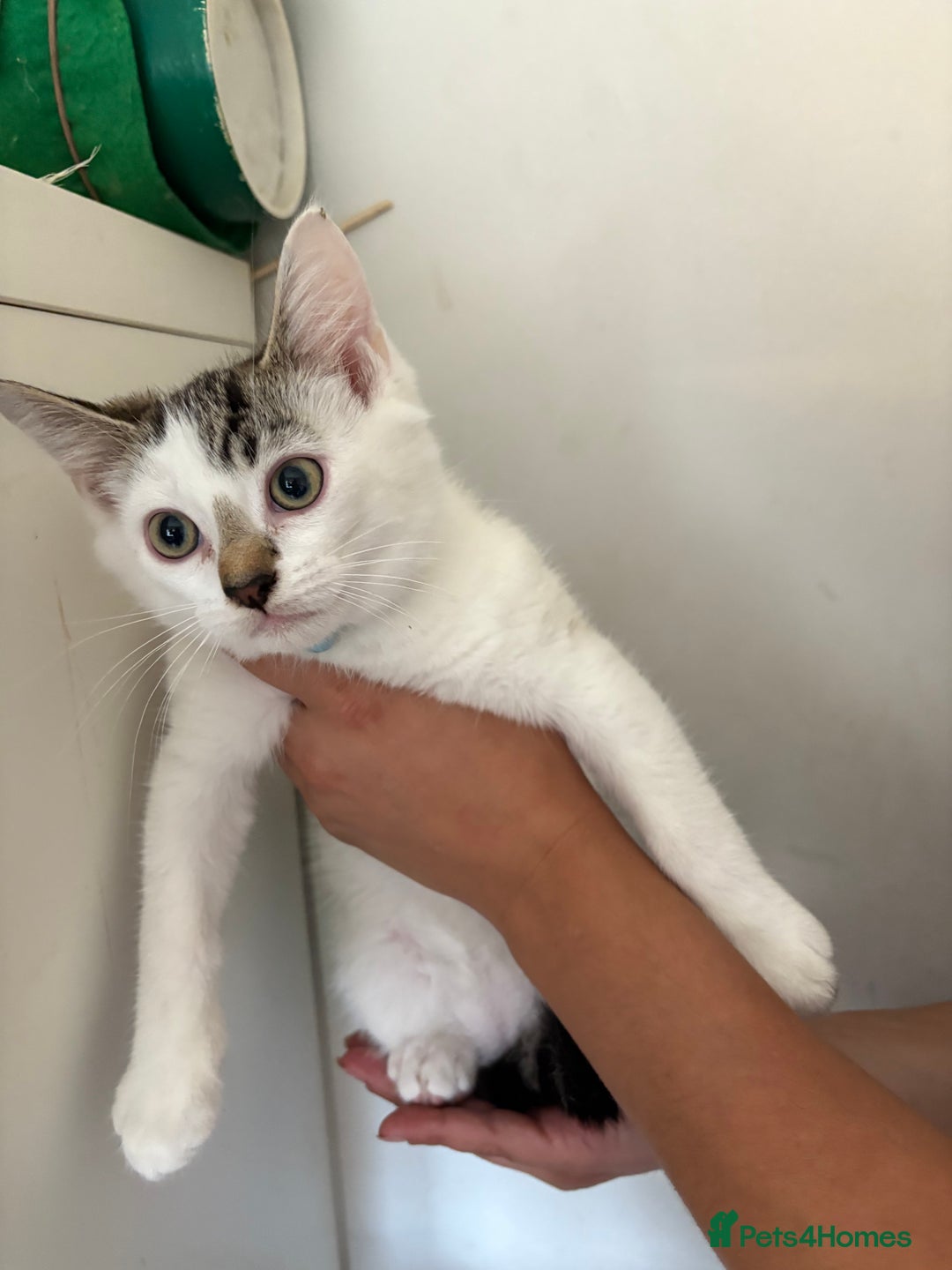 British Shorthair cats for sale: Brother and sister looking for a forever home - Image 5