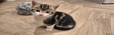 Mixed Breed Kitten 4