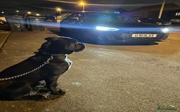 Cane Corso dogs for sale: Beautiful Female Cane corso - Image 3