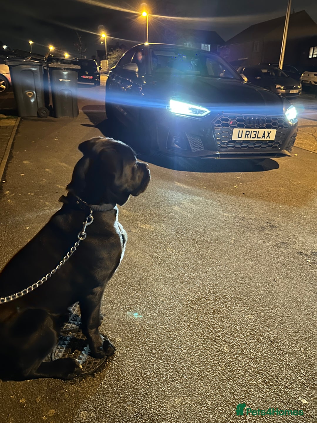 Cane Corso dogs for sale: Beautiful Female Cane corso - Image 3