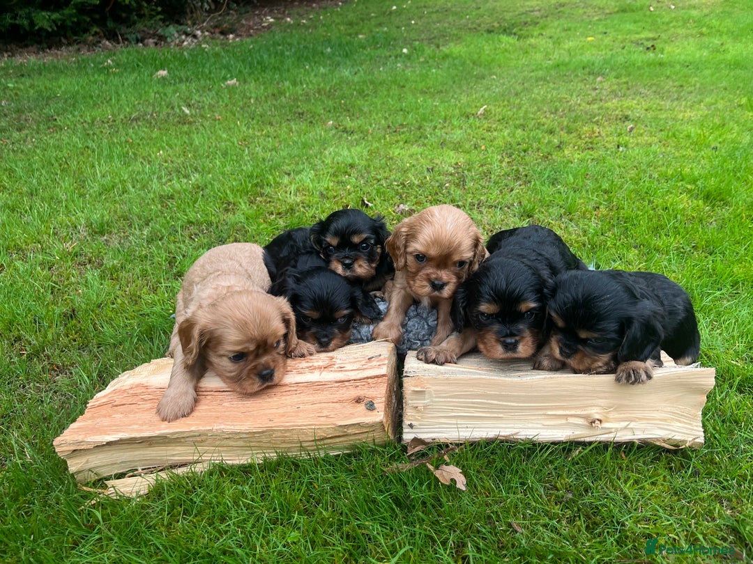 Cavalier King Charles Spaniel dogs for sale: KC reg Cavalier Puppies - Image 2