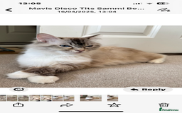 Ragdoll cats for sale: Tortie Lynx Flame Lynx pedigree Ragdolls - Image 5