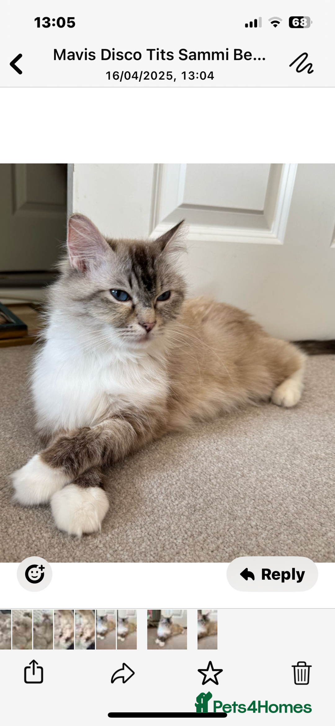 Ragdoll cats for sale: Tortie Lynx Flame Lynx pedigree Ragdolls - Image 5
