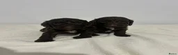 Cockapoo dogs for sale: F1 miniature cockerpoos  - Advert 6