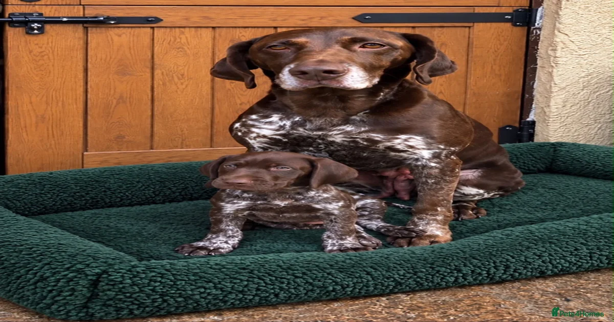 Therapy puppies German Shorthaired Pointer Puppies for sale | Pets4Homes