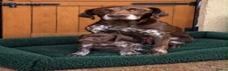 German Shorthaired Pointer dogs for sale: Exceptional KC GSP Puppies  - Advert 1