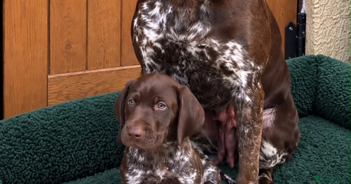 Ppointer Inage Therapy puppies German Shorthaired Pointer Puppies for sale | Pets4Homes