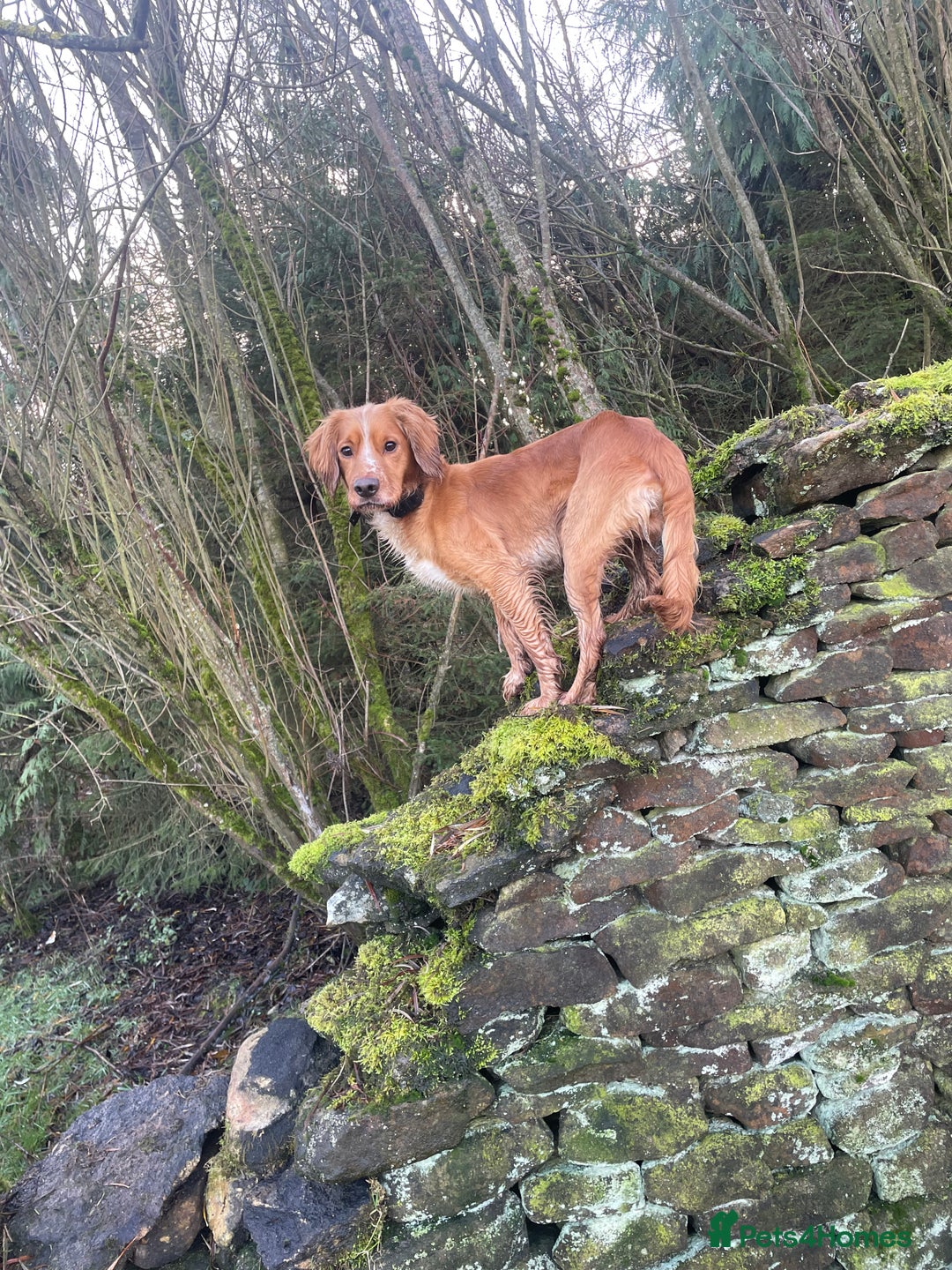 Cocker Spaniel dogs for stud: PROVEN KC working cocker 2.6yrs - Advert 4