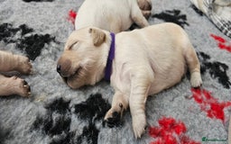 Golden Retriever dogs for sale: Golden Retriever Puppies - you will Fall in love  - Image 28