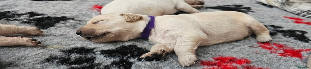 Golden Retriever Puppy 4