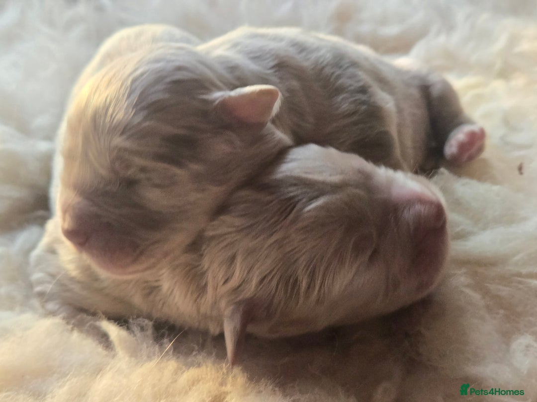 Olde English Bulldogge dogs for sale: Mammut : Fluffy Olde English Bulldog puppies. - Advert 30