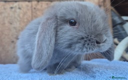 Mini Lop rabbits for sale: Mini lop babys ready now  - Image 4