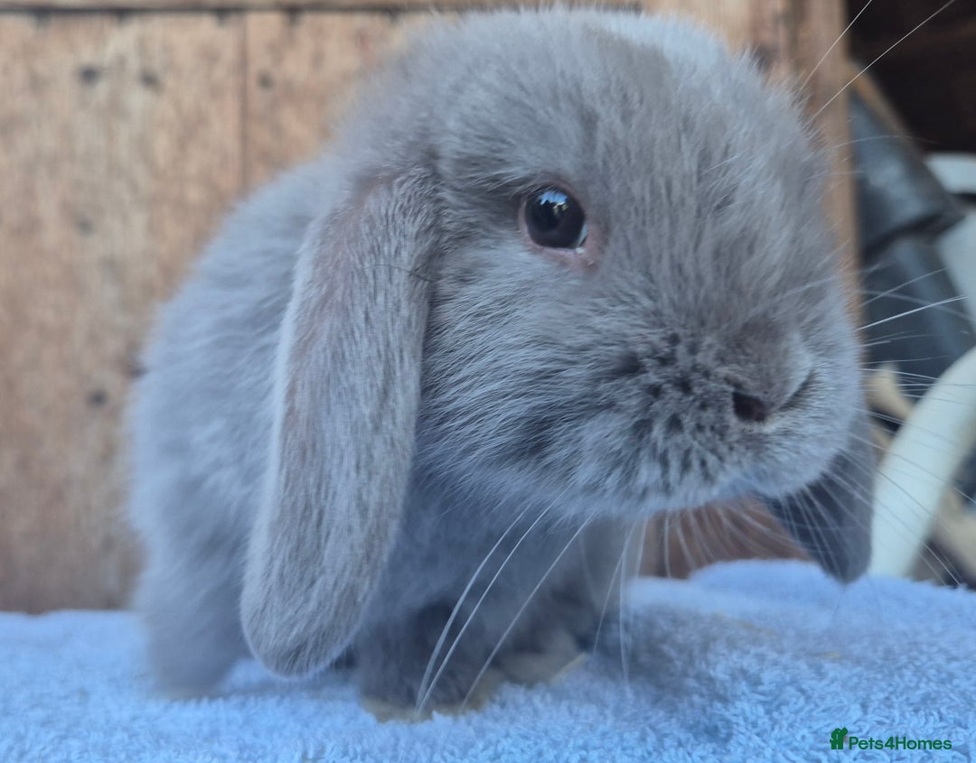 Mini Lop rabbits for sale: Mini lop babys ready now  - Image 4