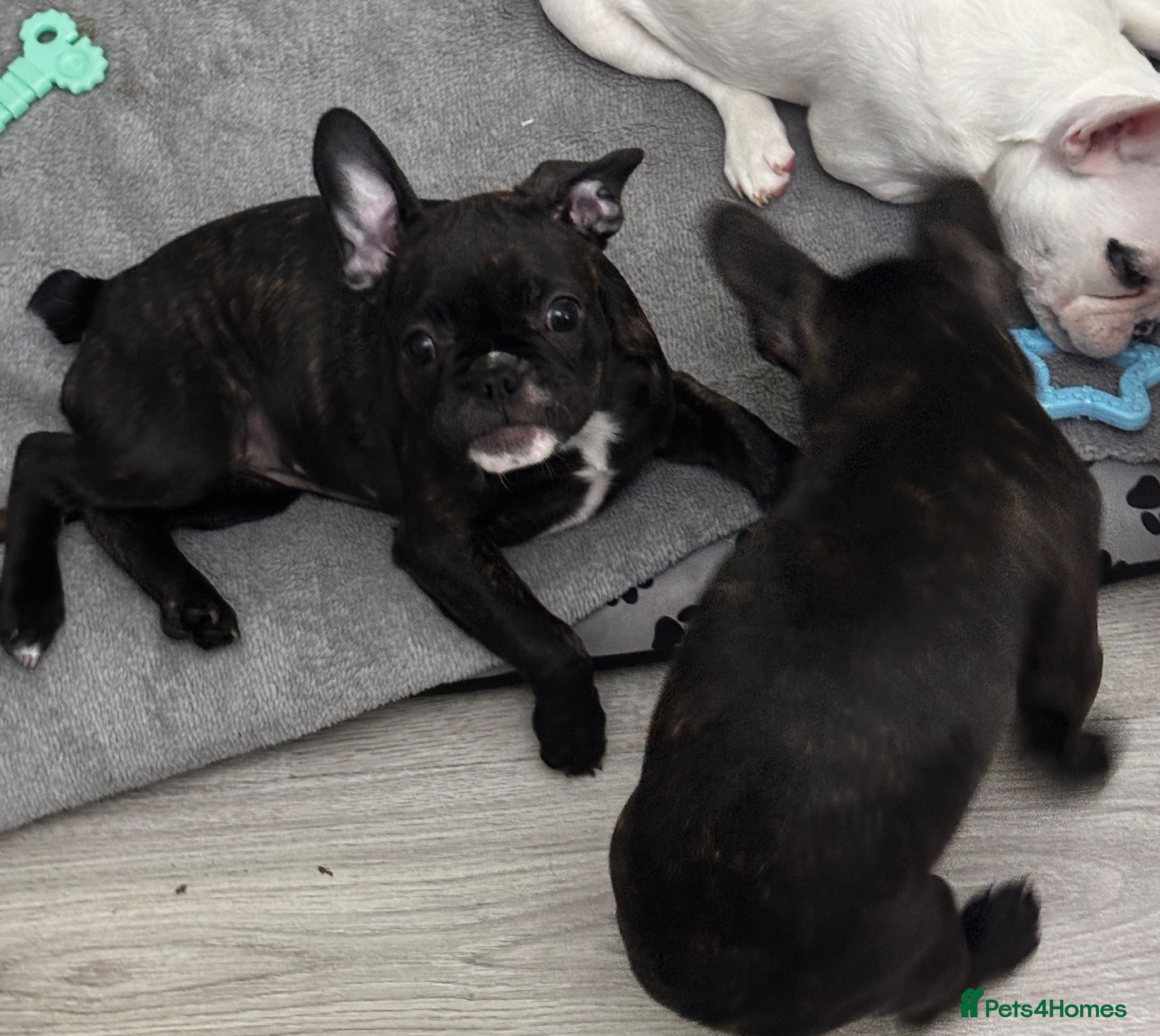 French Bulldog dogs  French bulldog puppies 1 male 1 female left - Advert 9