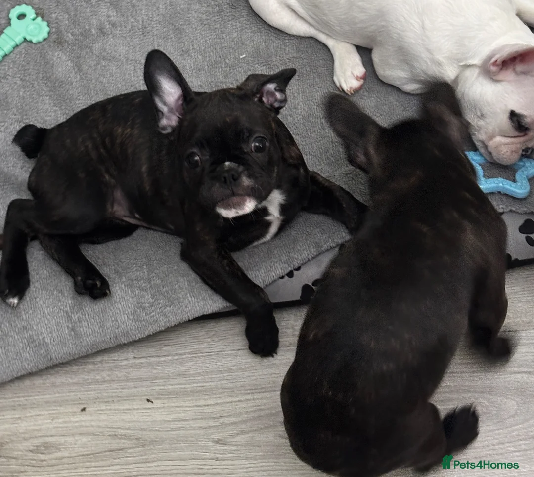 French Bulldog dogs for sale:  French bulldog puppies 1 male 1 female left - Advert 1