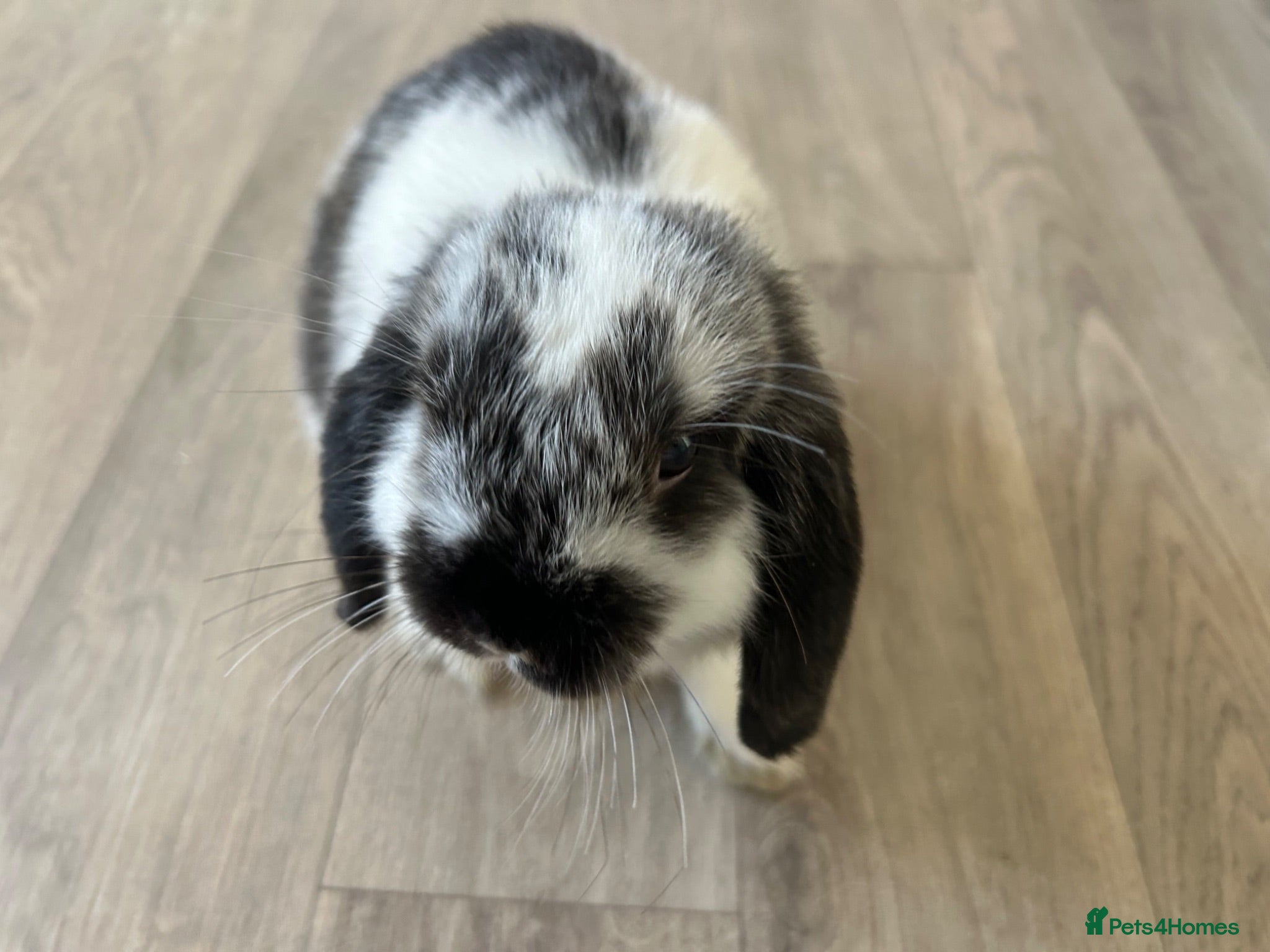 Mini Lop rabbits 8 Week Old Male Mini Lop  - Advert 16
