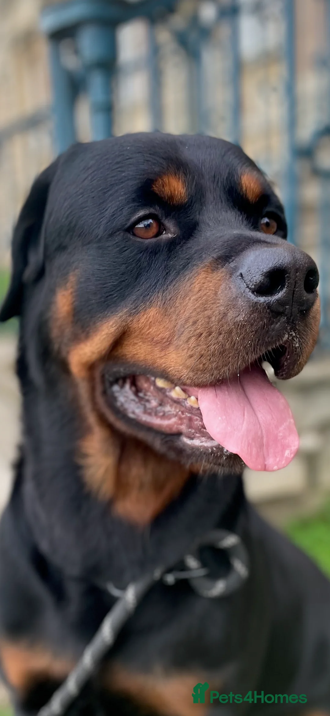 Rottweiler dogs for sale: Rottweiler pups ready to reserve.  - Advert 25