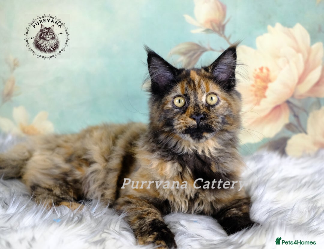 Maine Coon cats for sale: TICA registration Maine coon kittens READY NOW - Advert 3