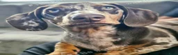 Miniature Dachshund dogs for sale: Cookie the loving 9 month old miniature dachshund  in Mexborough - Advert 8