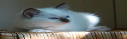 Ragdoll cats for sale: Quality GCCF Reg Ragdoll Kittens - Advert 8