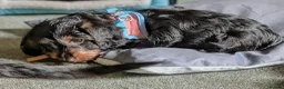 Mixed Breed dogs for sale: Miniature Dauschund/Dorkie pups - Advert 10