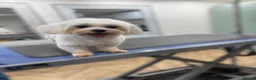 Maltese dogs for stud: Kc registered health tested stud proven - Advert 9