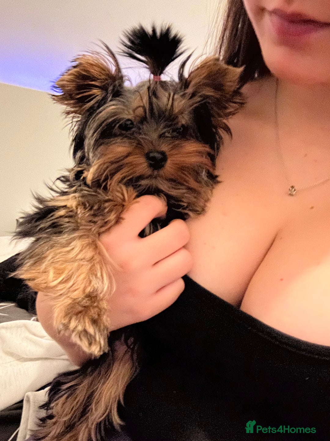 Yorkshire Terrier dogs for sale:  **  Yorkshire Terrier Boys - Advert 5