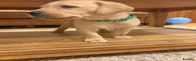 Nigel