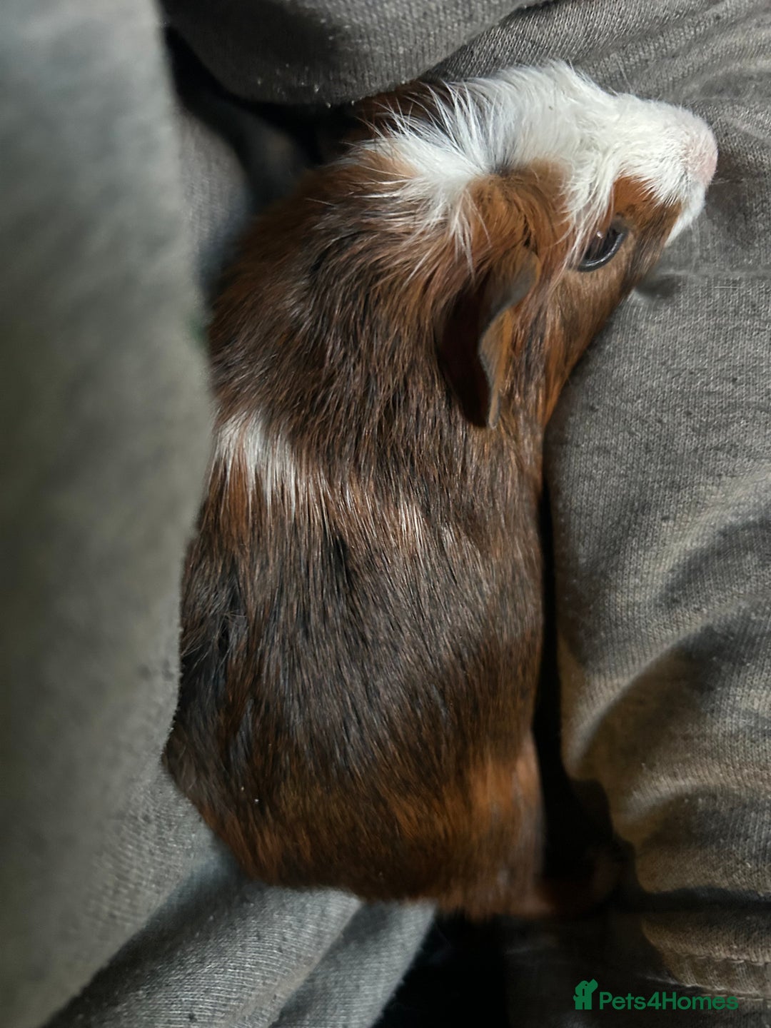 Guinea Pig rodents for sale: Beautiful Baby Guinea Pigs. - Advert 19