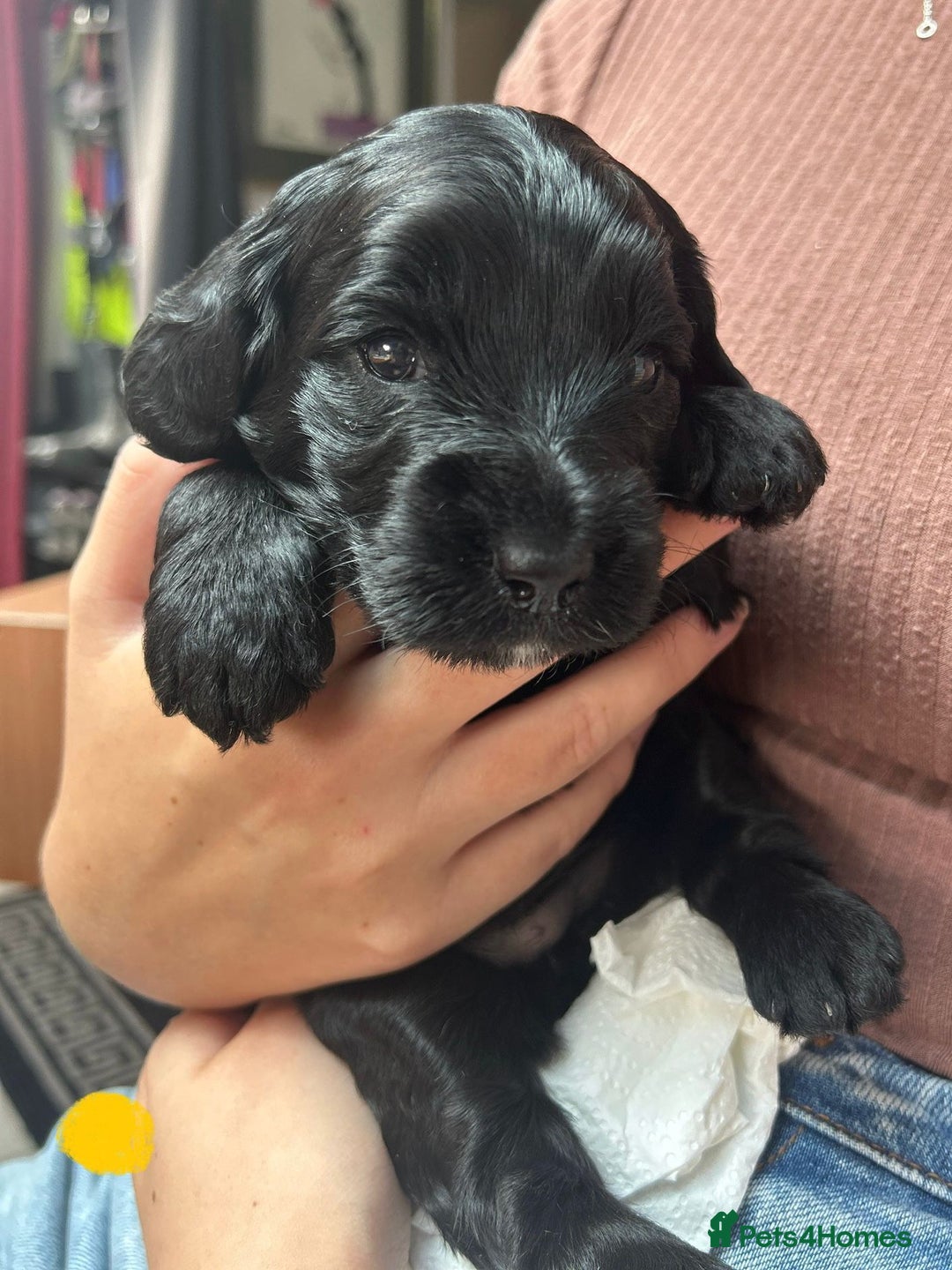 Cockapoo dogs for sale: Cockapoo Puppies For Sale - Image 5