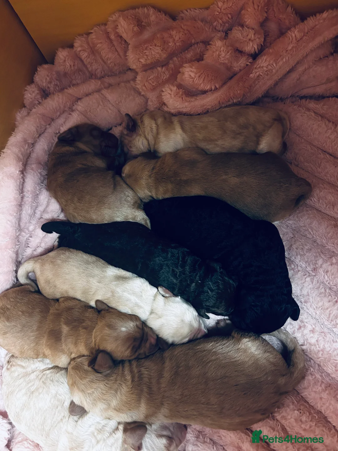 Mixed Breed dogs for sale: Labrador X Sproodle - Advert 2