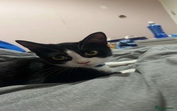 Mixed Breed cats for sale: Beautiful 2 year old moggie  - Image 4