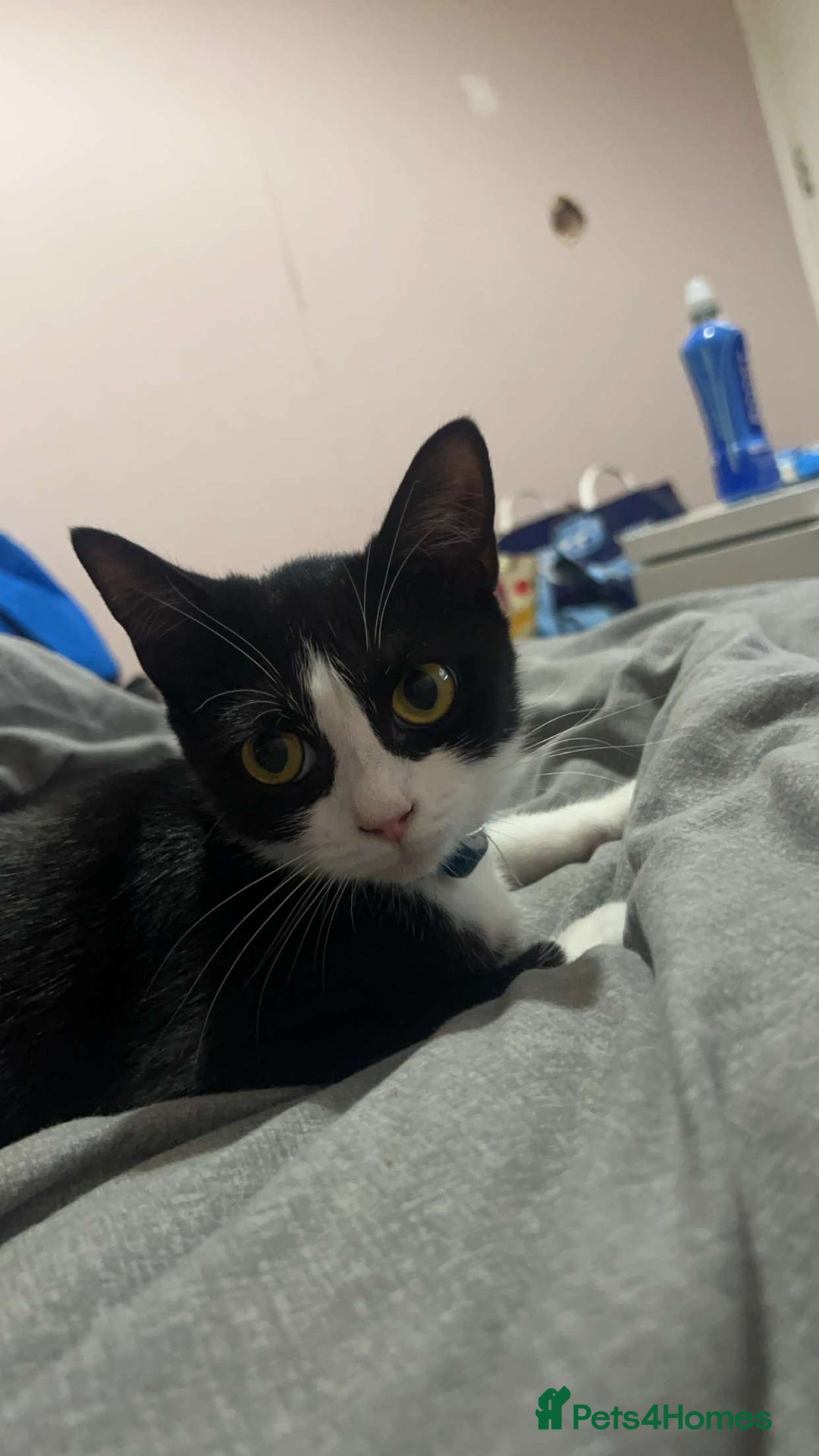 Mixed Breed cats for sale: Beautiful 2 year old moggie  - Image 4