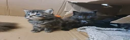 Mixed Breed cats for sale: 2 brother kittens for sale - Advert 9